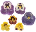 Pressed and dried flower pansies or violet, isolated on white background. For use in scrapbooking, floristry or herbarium Royalty Free Stock Photo