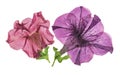 Pressed and dried flower petunia isolated on white