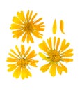 Pressed and dried flower picris hieracioides isolated Royalty Free Stock Photo