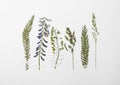 Pressed dried flower and plants on white background. Beautiful herbarium Royalty Free Stock Photo