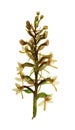 Pressed and dried flower platanthera bifolia, isolated on white