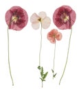 Pressed and dried flower poppy, isolated on white background. For use in scrapbooking, floristry or herbarium