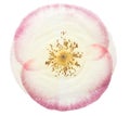 Pressed and dried flower poppy, isolated on white background. For use in scrapbooking, floristry or herbarium Royalty Free Stock Photo