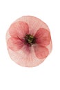 Pressed and dried flower poppy Royalty Free Stock Photo