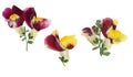 Pressed and dried flower snapdragons or antirrhinum, isolated on Royalty Free Stock Photo