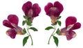 Pressed and dried flower snapdragons or antirrhinum, isolated on Royalty Free Stock Photo