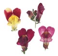 Pressed and dried flower snapdragons or antirrhinum, isolated on white background. For use in scrapbooking, floristry or herbarium Royalty Free Stock Photo