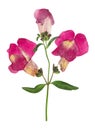 Pressed and dried flower snapdragons or antirrhinum, isolated on white Royalty Free Stock Photo