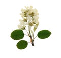 Pressed and dried flower sorbus aria. Isolated Royalty Free Stock Photo