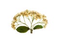 Pressed and dried flower sorbus aria or rowan rotundifolia Royalty Free Stock Photo