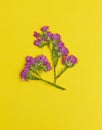 Pressed and Dried flower statice on yellow background