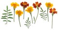 Pressed and dried flower tagetes marigold on stem with green leaves isolated on white background. For use in scrapbooking, Royalty Free Stock Photo