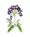 Pressed and dried flower verbena, isolated on white Royalty Free Stock Photo