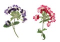 Pressed and dried flower verbena, isolated on white Royalty Free Stock Photo