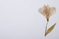 Pressed dried flower on white background. Beautiful herbarium Royalty Free Stock Photo