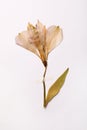 Pressed dried flower on white background. Beautiful herbarium Royalty Free Stock Photo