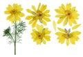 Pressed and dried flowers adonis, isolated on white background. For use in scrapbooking, pressed floristry or herbarium