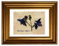 Pressed and dried flowers of Aquilegia Royalty Free Stock Photo