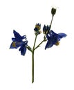 Pressed and dried flowers of Aquilegia Royalty Free Stock Photo