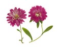 Pressed and dried flowers aster Michaelmas daisy, isolated