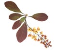 Pressed and dried flowers barberry, isolated on white background. For use in scrapbooking, floristry or herbarium