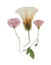 Pressed and dried flowers of bindweed, calystegia sepium. Isolated