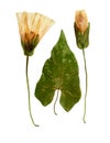 Pressed and dried flowers calystegia sepium Royalty Free Stock Photo