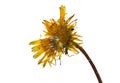 Pressed and dried dandelion Royalty Free Stock Photo