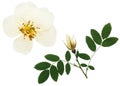 Pressed and dried flowers dog rose or rosehip, wild rose, isolated on white background. For use in scrapbooking, floristry or Royalty Free Stock Photo