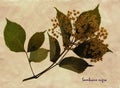 Pressed and dried flowers of European elder Royalty Free Stock Photo