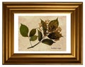 Pressed and dried flowers of European elder Royalty Free Stock Photo