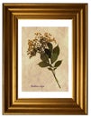 Pressed and dried flowers of European elder Royalty Free Stock Photo