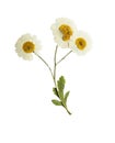 Pressed and dried flowers of feverfew. Isolated on white