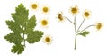 Pressed and dried flowers of feverfew. Isolated on white background. For use in scrapbooking, floristry or herbarium