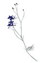 Pressed and dried flowers of Forking Larkspur