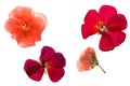 Pressed and dried flowers geranium Royalty Free Stock Photo