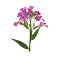 Pressed and dried flowers hesperis. Isolated