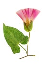 Pressed and dried flowers and leaves calystegia sepium, isolated Royalty Free Stock Photo