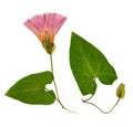 Pressed and dried flowers and leaves calystegia sepium, isolated