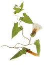 Pressed and dried flowers and leaves calystegia sepium, isolated Royalty Free Stock Photo