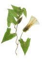 Pressed and dried flowers and leaves calystegia sepium, isolated on white background. For use in scrapbooking, floristry or Royalty Free Stock Photo