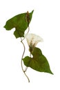 Pressed and dried flowers and leaves calystegia sepium Royalty Free Stock Photo