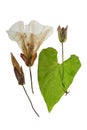 Pressed and dried flowers and leaves calystegia sepium. Isolated Royalty Free Stock Photo