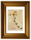 Pressed and dried flowers of medick Royalty Free Stock Photo