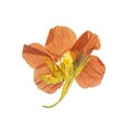 Pressed and dried flowers nasturtium. Isolated Royalty Free Stock Photo