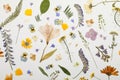 Pressed dried flowers and plants on white background, flat lay. Beautiful herbarium Royalty Free Stock Photo