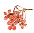 Pressed and dried flowers quince blossom