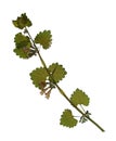 Pressed and dried flowers of spotted dead-nettle