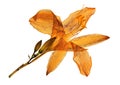 Pressed and dried flowers of Tawny Daylily