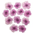 Pressed and dried flowers verbena, isolated on white background. For use in scrapbooking, floristry or herbarium Royalty Free Stock Photo